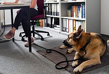 Hund im B&uuml;ro - Jens Kalaene/dpa-Zentralbild/dpa-tmn