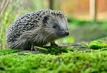 Igel - Patrick Pleul/dpa