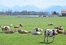 Rinder in Oberbayern - Uwe Lein/dpa