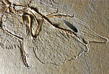 Flugsaurier Archaeopteryx - Foto: Helmut Tischlinger & Ryan Carney/Museum fur Naturkunde/dpa