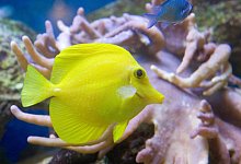 Segelflossen-Doktorfisch - Foto: dpa