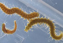 Wurm - Toru Miura/dpa