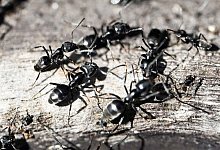 Ameisenplage in Schutterwald - Uli Deck/dpa