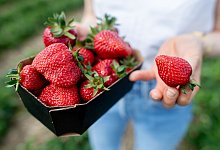 Erdbeersaison in Niedersachsen - Hauke-Christian Dittrich/dpa