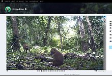 Tierforschern helfen - Foto: chimpandsee.org/dpa-tmn