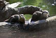 Otter - Sebastian Christoph Gollnow/dpa