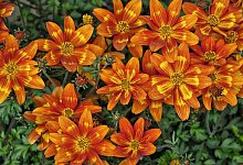 Funny Honey - Foto: Kientzler/GMH/dpa-tmn