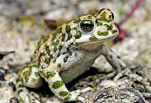 Wechselkr&ouml;te - Foto: Benny Trapp/DGHT/dpa