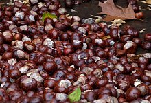 Kastanien - Demy Becker/dpa