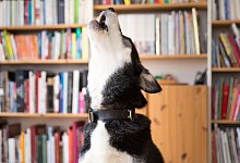 Hund jault - Florian Schuh/dpa-tmn