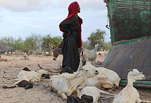 Ein Foto der Hilfsorganisation CARE International zeigt eine Frau, die in Somalia mit ihrem verbliebenen Viehbestand in einem Lager f&uuml;r Binnenfl&uuml;chtlinge ankommt. - Saddam Mohammed/CARE International/dpa