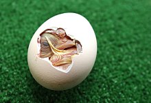 K&uuml;ken - Vera Gerstendorf Welle