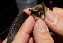 Fledermaus - Thomas Frey/dpa