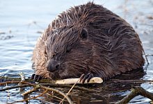 Seltener Anblick - picture alliance / dpa