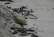 Vogelgrippe breitet sich unter See-Elefanten aus - Valeria Falabella/Wildlife Cons/dpa