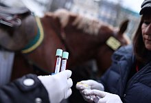 Nach Rosenmontagszug: Blutproben von drei Pferden auffällig - Rolf Vennenbernd/dpa