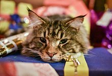 Geschenke f&uuml;r die Katze - Foto: Ole Spata/dpa