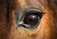 Ponys sterben auf A2 - Symbolfoto: Pixabay