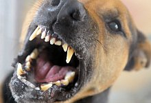 Bissiger Hund - Foto: Soeren Stache/dpa-Zentralbild/dpa-tmn