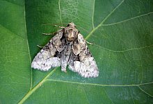 Helle Pfeifengras-Grasb&uuml;scheleule - Julian Bittermann/Universit&auml;t W&uuml;rzburg/dpa