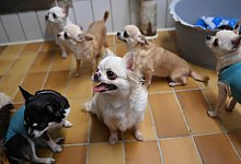 Chihuahua - Bernd Wei&szlig;brod/dpa