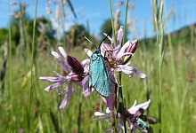 sa_bluhwiese - Gerd Teuteberg