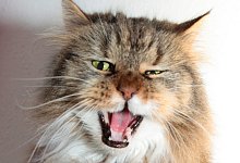 Katze - Foto: Mascha Brichta/dpa-tmn