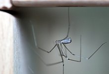 Spinnen in der Wohnung - Foto: Hendrik Schmidt