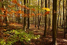 Herbstwald im Siebengebirge - Henning Kaiser/dpa