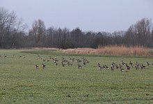 Kolonne von Wildg&auml;nsen - Freya K&ouml;hring