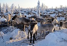 Rentiere - Foto: Britta Pedersen/dpa-Zentralbild/dpa
