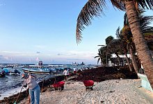 Braunalgen - Thomas M&uuml;ller/dpa