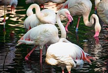 Ingo der Flamingo - Gregor Fischer/dpa