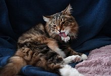 Langhaarkatze putzt sich - Ina Fassbender/dpa-tmn