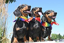 Dackel - D&uuml;ren/dpa