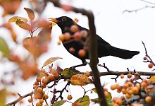 Amsel im heimischen Garten - Foto: Andrea Warnecke/dpa-tmn