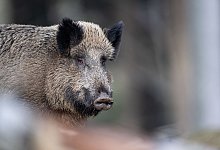 Wildschwein - Lino Mirgeler/dpa