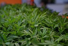 Cannabis - Michael Brandt/dpa