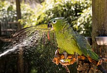 Vogelpark Heiligenkirchen sucht Tierpaten - Dr.B.Niemeyer