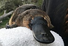 Schnabeltier - Foto: UNSW/AAP/dpa