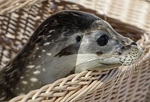 Auswilderung von jungen Seehunden in der Nordsee - Focke Strangmann/dpa