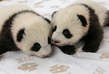 Panda-Zwillinge im Berliner Zoo - -/Zoo Berlin/dpa