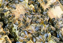 Hobby-Imkerei - Alina Grünky/dpa