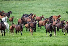 Herde von Pferden - Foto: Jens B&uuml;ttner/dpa