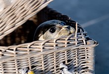Seehundstation Norddeich wildert Heuler aus - Hauke-Christian Dittrich/dpa