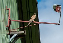 Kameras zeigen Turmfalkenfamilie - Christian Giese/Nabu NRW/dpa
