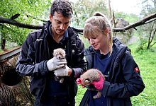 Nachwuchs bei Roten Pandas - Timo Deible/Zoo Karlsruhe/dpa