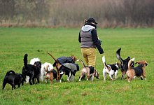 Mobile Tagesstätte für Hunde - picture alliance / dpa