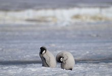 Kaiserpinguin-Kolonie - Peter Fretwell/Bas/PA Media/dpa