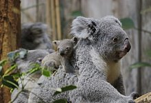 Kleiner Koala im Duisburger Zoo - I. Sickmann/Zoo Duisburg/dpa